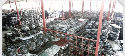 Rows of used Japanese engines in the Fader warehouse